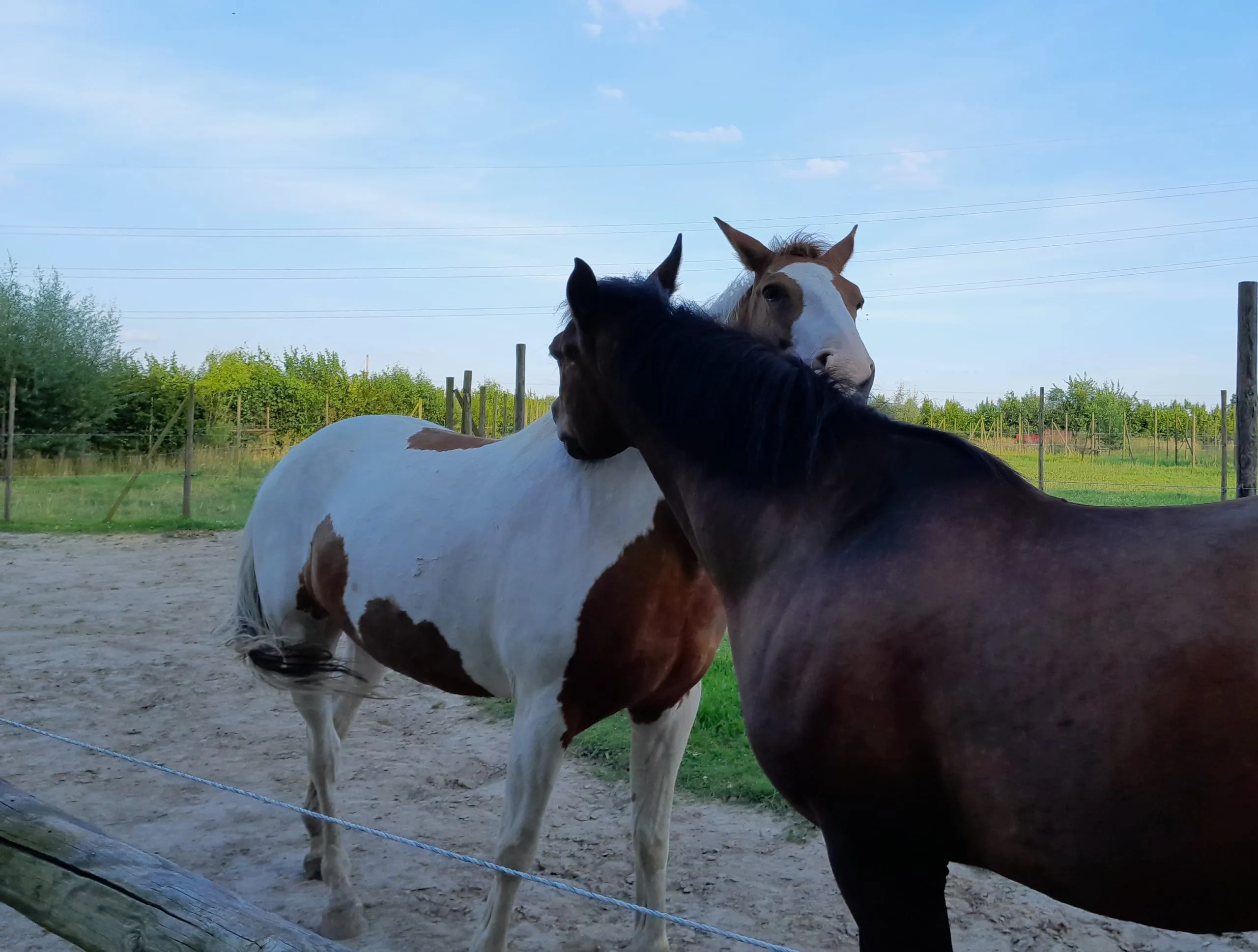 Twee aandachtige paarden van Novaria, oren gespitst