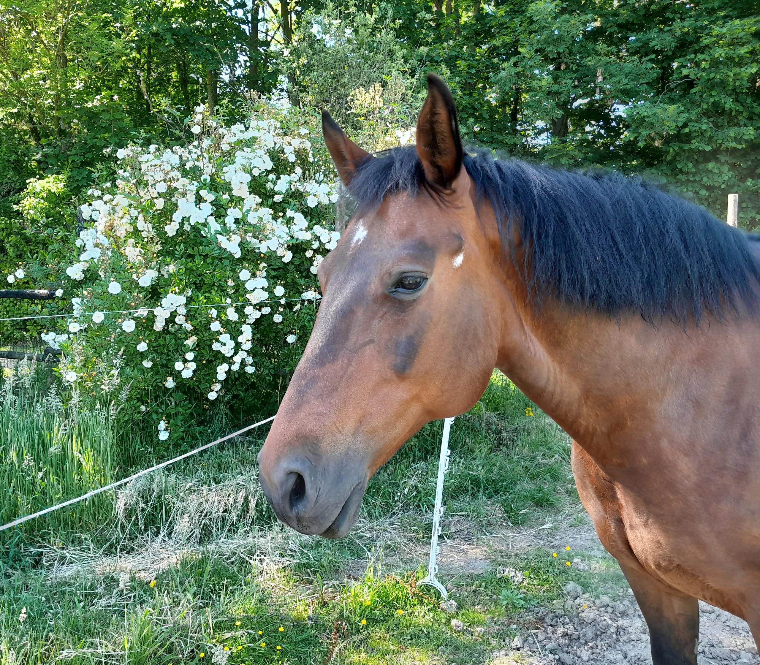 Persoon in contact met een paard buiten in de natuur