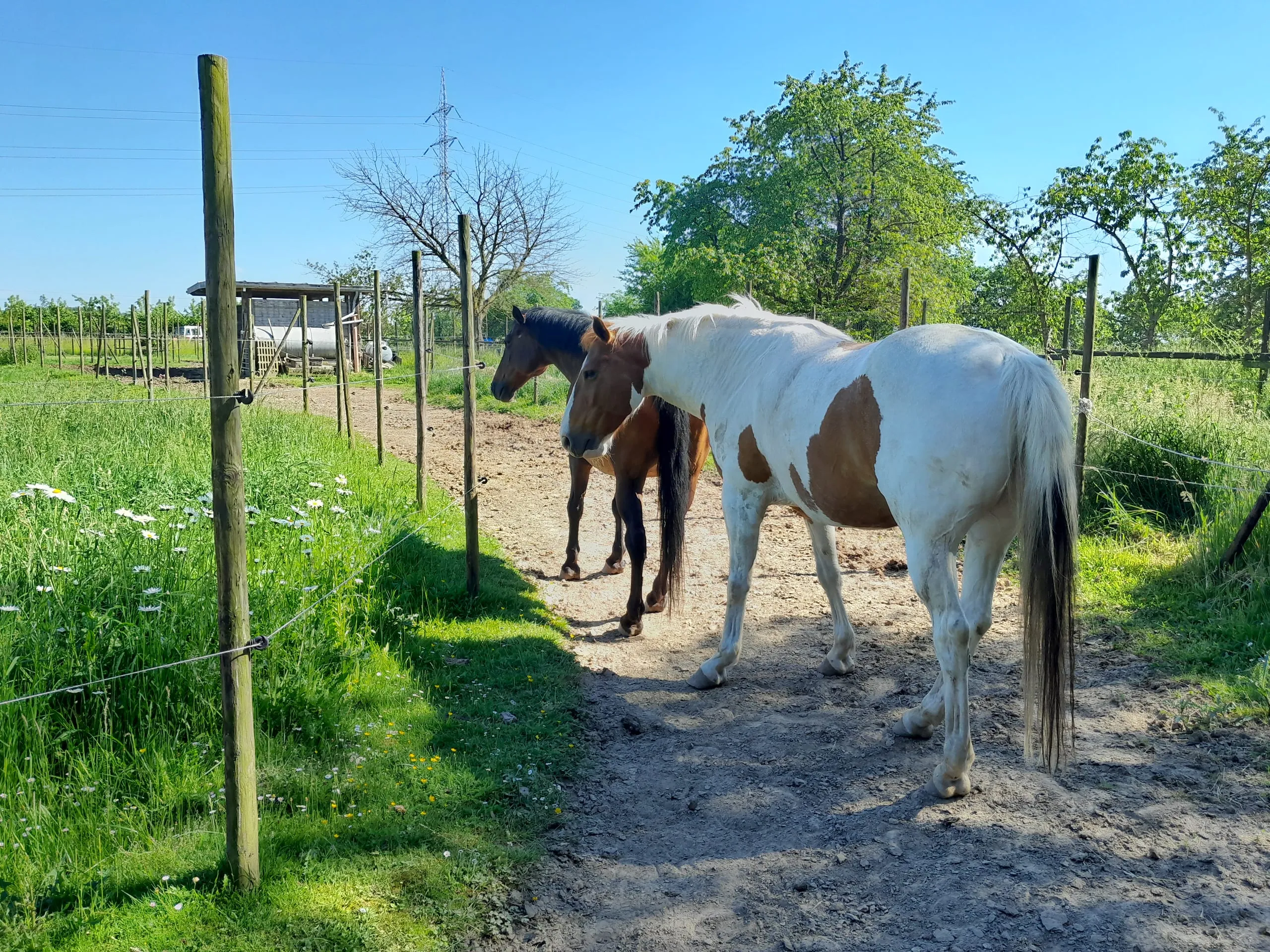 Twee paarden van Novaria op het pad naast de wei