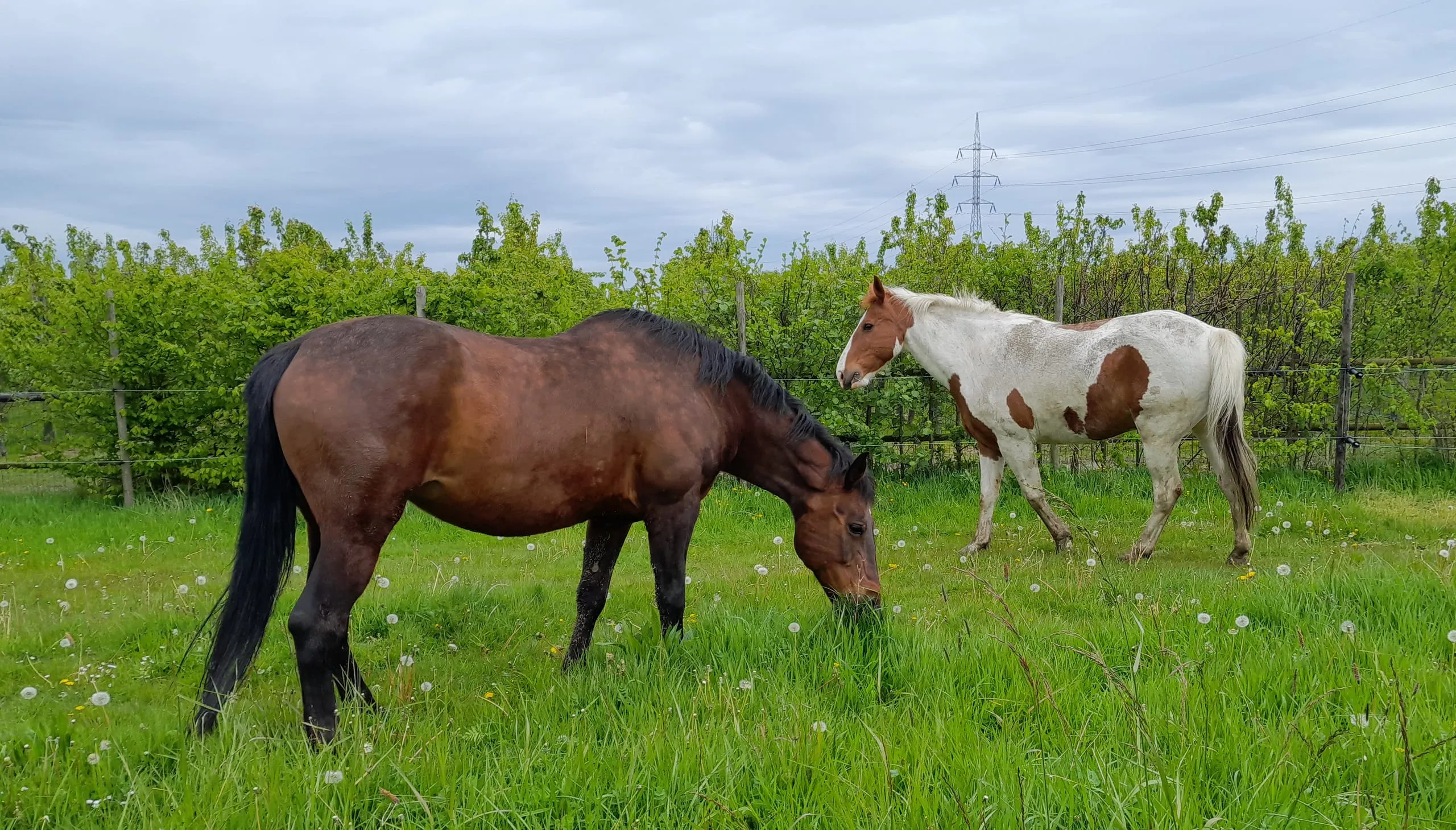 De twee paarden van Novaria grazen in het veld