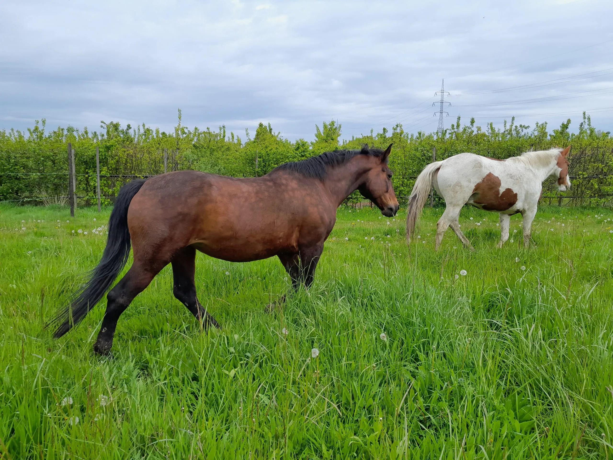 Twee paarden van Novaria in de wei